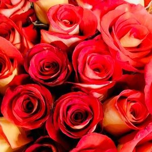 Meet your Posher, Yesenia